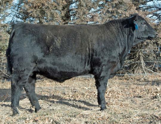 26 Webers Forthright 7162 BULL REG: #18773228 DOB: 02/23/17 TAT: 7162 TC Forthright 340 Foxhovens Forthright 5121 Foxhovens Kintry Annie 055 Koupal Advance 28 Pine Coulee Forever Lady C38 Pine Coulee