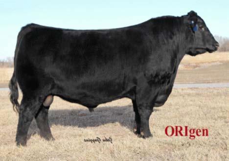 Blackcap May 5244 SLL MF Miss P414 7 1.8 72 126 0.93 18 0.62 1.02 66.24 141.94 This bull is the youngest in the sale offering and there s a reason that he s on the sale.