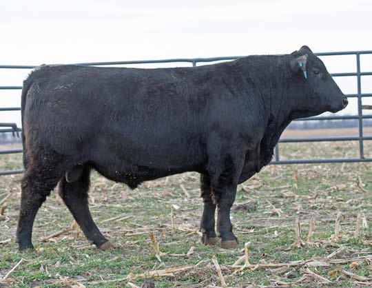 His dam, 76X, is a very fertile, easy fleshing type cow that has bred AI every year that I ve owned her. If you re goal is raising great replacement females, 6120 would be an excellent choice.