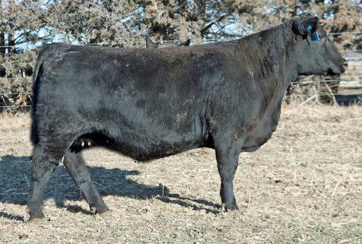 VDAR Polly 0162 7 0.3 48 86 0.5 25 0.67 0.27 53.68 107.66 Bred to calve 3/11/17 to Baldco Grip 276 AAA #18548292. Black Granite son that sells as Lot 21. 1 4.1 49 93 22 0.39 0.33 30.37 88.