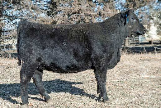 Bred Cows & Heifers 59 61 Webers Lucy 6225 COW REG: #18516793 DOB: 2/14/16 TAT: 6225 Rito 707 of Ideal 3407 7075 S A V Blackcap May 4136 Connealy Power One Sandpoint Lucy 7852 76 480 Basin Lucy 608P