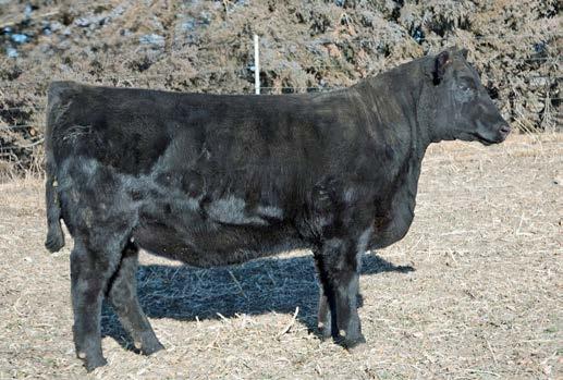 66 Webers Miss 7249 COW REG: #18773232 DOB: 2/20/17 TAT: 7249 TC Forthright 340 Foxhovens Forthright 5121 Foxhovens Kintry Annie 055 86 664 65 - Webers Pridella 7251 Bred Cows & Heifers Connealy