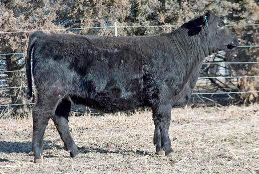 62 Sired by Poss Element 215, this heifer is in the top 15% for $Weaning. Her dam was a productive cow purchased at the Randy Brusset Dispersal Sale in Jordan, MT.