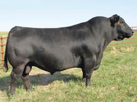 01 Reference Sire 1 - Webers Resource 7117 1 Webers Resource 7117 BULL REG: #18929213 DOB: 01/13/17 TAT: 7117 Rito 707 of Ideal 3407 7075 S A V Blackcap May 4136 86 776 LLL Resolute 717T V D A R Rita