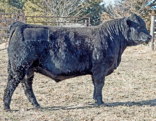 7138 will great replacement females who have the performance bred to raise big calves. Recommended for cows.