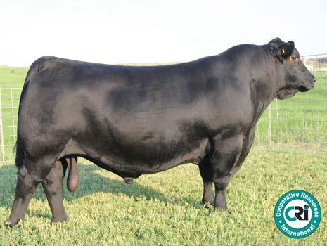 20 This powerful Renown son had the highest an AWW at 807 lbs along with Genomics placing him in the top 17% for WW resulting in a 74 WW EPD.