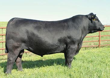 A half-sister out of Resource is among the best bred heifers this year. Genomics place him in the top 13% for docility. Recommended for cows.