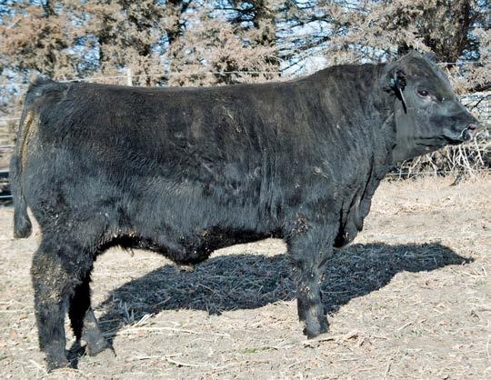Yearling Bulls 10 - Webers Ten Speed 7112 10 Webers Ten Speed 7112 BULL REG: #18933987 DOB: 01/10/17 TAT: 7112 A A R Ten X 7008 S A S A V Ten Speed 3022 S A V Madame Pride 1134 Connealy Consensus