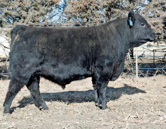He has been a standout since birth. His dam is a Consensus 7229 daughter that doesn t have the best EPD profile which hurts his numbers.