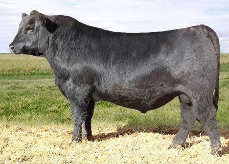 37 Reference Sire Yearling Bulls 13 Webers Full Power 7115 BULL REG: #18773237 DOB: 01/13/17 TAT: 7115 PA Full Power 1208 McConnell Full Power 400 MA Pridella 2309 96 695 Connealy Consensus 7229 BR
