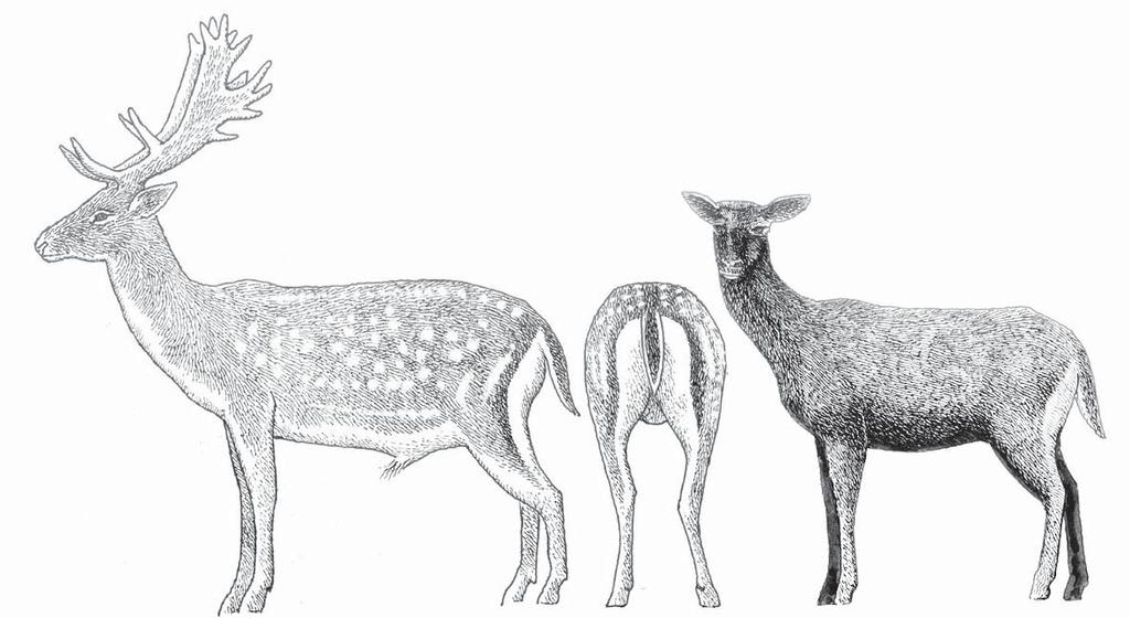 Plates 12: Line sketches of Fallow deer