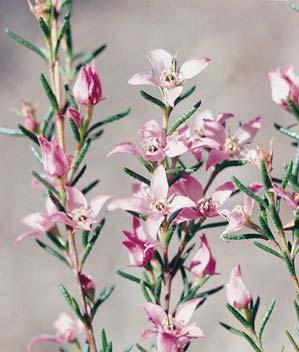 Plate 19: Small shrubs such as Boronia deanei can be easily accessed by deer. However, they produce secondary compounds for protection from browsing.