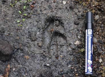 Tracks will also indicate the direction of travel of an individual deer and to some extent how long ago it may have moved through a landscape.