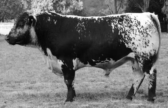 Lot 9 L111 MINNAMURRA LENNOX L111 (AI) Lennox L111 is a bigger framed, higher growth bull. A quiet good-natured bull whose red meat fills right behind his shoulders.