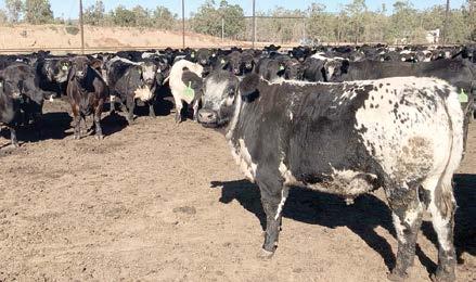 FEEDLOT & Carcass TRIALS Results for Minnamurra Speckle Park x Angus Steers: Primex 2013 1st & 2nd Eating Quality MSA Score, Individual animal 3rd Carcass Performance, MSA Score & Yield, Individual