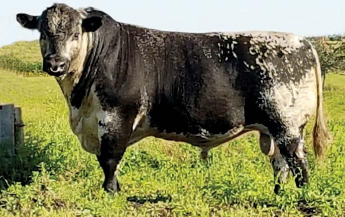 Welcome to Minnamurra Welcome to Minnamurra s third annual bull sale. We are offering a great line-up of bulls from two new exciting sires to Australia So Long George 6Z and Whiskey 4B.
