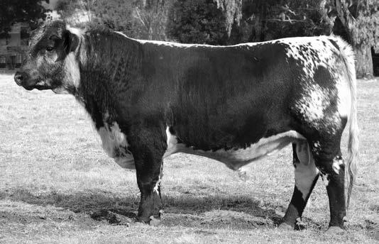 Lot 30 M4 MINNAMURRA MARLIN M4 (AI) Marlin M4 is an impressive upstanding Whiskey son, combining softness, weight for age and excellent structure in the one package.