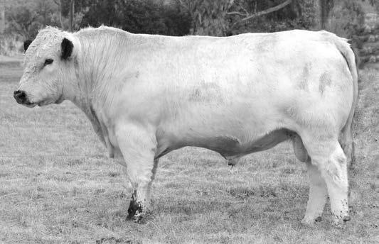 Lot 35 M29 MINNAMURRA MONTAGUE M29 Montague M29 is a wide muzzled, strong headed early maturing bull who will breed perfect progeny for the domestic market.