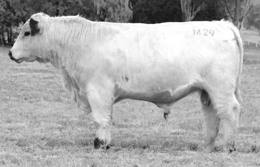 Lot 40 M3 MINNAMURRA MAGIC M3 Magic M3 is a bull that catches your eye in this part of the catalogue. A stylish well-muscled complete sire with a good head carriage, well worth an inspection.