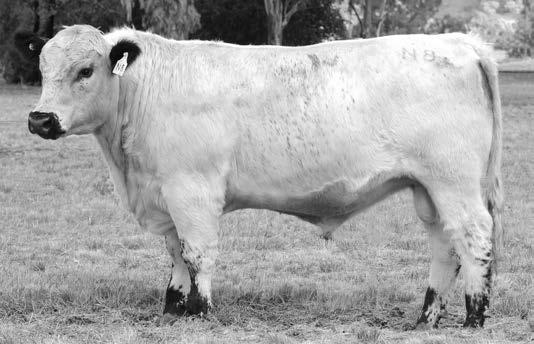 Lot 45 N8 MINNAMURRA NUGGET N8 (AI) Nugget N8 has a very similar pedigree to lot 42. A very light birthweight bull, well suited to heifers.