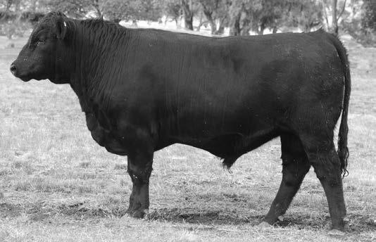 Lot 47 N9 MINNAMURRA NORBERT N9 (AI) Norbert N9 is a shorter bodied, earlier maturing bull with enormous heart room and constitution. A younger bull with a very sound pedigree.