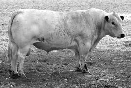 Minnamurra Joe J141 Joey has the same outstanding pedigree as his brother Jaguar, but a different style of bull, being soft and fleshy. He is very sound structurally and moves smoothly for a big bull.