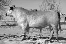 Spots N Sprouts Stands Alone 300X A thick and wide base coupled with a smooth front end and good neck extension, Stands Alone is a standout Speckle Park bull.