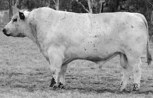 Lot 4 L131 MINNAMURRA LINUS L131 (AI) Linus L131 is a similar type of bull to lot 3, a deep hindquartered, soft muscled bull with balance and excellent conformation.