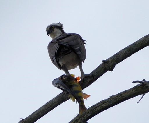 Page 13 Shore Lines May 2, 2016 Maria Mahar submitted these great photos of an osprey with his perch (on his perch) that was in Riley Cove on April 7th.