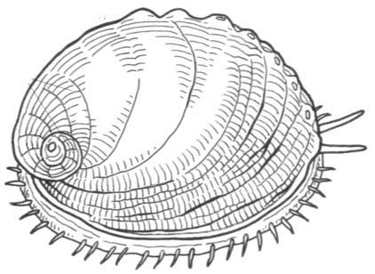 the shell may be absent. CHARACTERISTICS They are all soft-bodied animals and unsegmented.