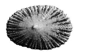 Flat molluscs with cap-shaped shells and a wide opening.