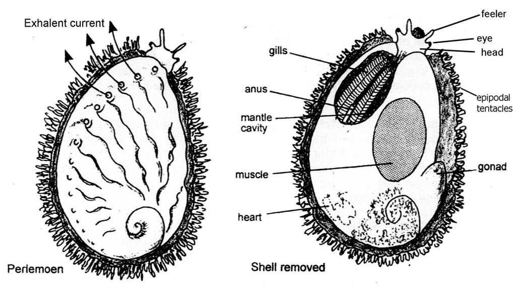 ABALONE - PERLEMOEN AND OTHER EAR SHELLS Juvenile perlemoen occur under intertidal boulders or beneath certain species of sea urchins.