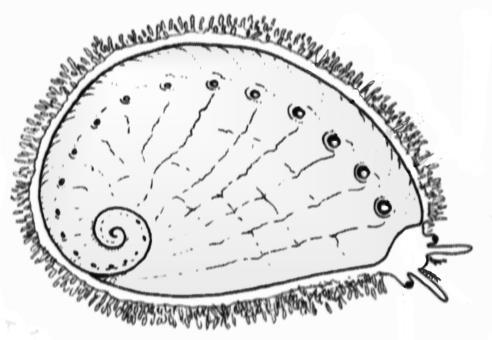 Siffie or Venus ear Haliotis spadicea Smooth shell with a red stain beneath the spire. It reaches up to 8 cm long. Spiral-ridged siffie Haliotis parva Has a conspicuous spiral ridge around the shell.
