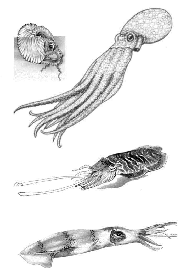 CLASS: CEPHALOPODA OCTOPUS, SQUID, CUTTLEFISH, PAPER NAUTILUS Cephalopod means head-footed and they are the top of the mollusc evolutionary tree. CHARACTERISTICS Head and foot fused.
