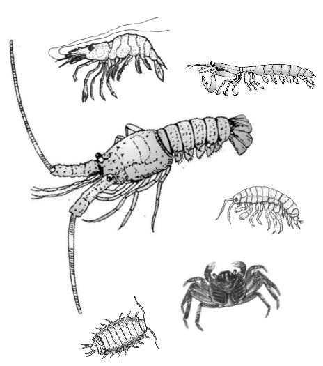 PHYLUM: ARTHROPODA SUBPHYLUM: CRUSTACEA A HOST OF SHRIMPS, LICE, CRABS and LOBSTERS. SUBPHYLUM CHARACTERISTICS Most crustaceans are marine.