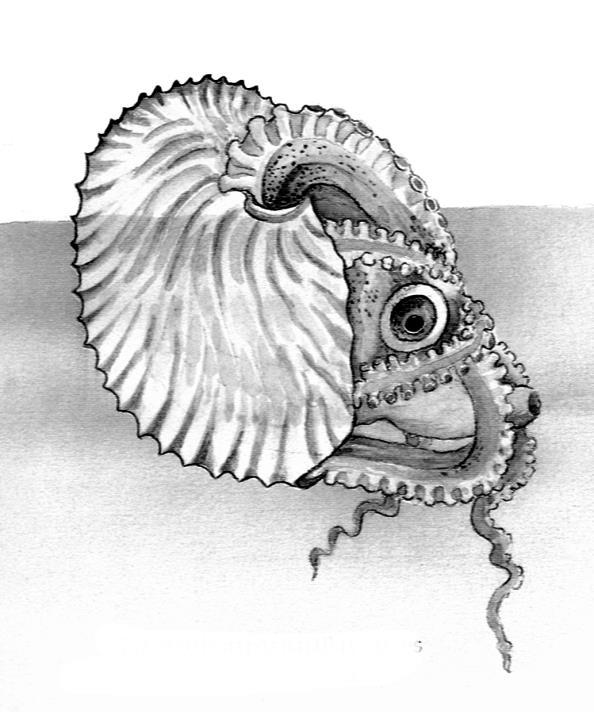 PAPER NAUTILUS (Argonauta argo) Open water at varying depths. Sometimes close to the surface. Body with eight arms. Two of which are flattened and responsible for holding the shell.