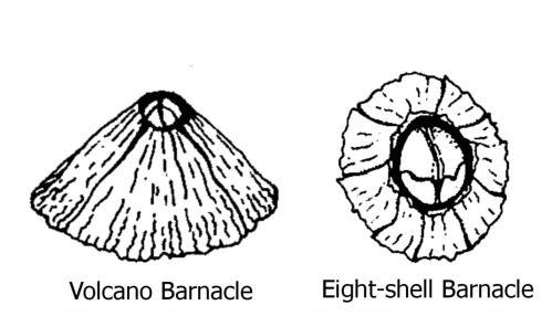 CLASS: CIRRIPEDIA BARNACLES They are highly modified crustaceans. Along the shore they live permanently attached to rocks in the balanoid zone. Can also attach themselves to other solid substrata, e.