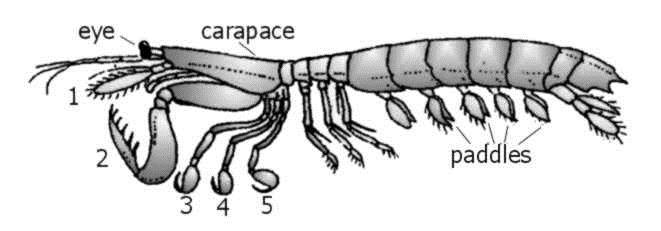 MANTIS SHRIMPS Live in burrows or in rock and coral crevices. The Cape mantis shrimp is common in Cape Town where it burrows into the soft sediment. Massive raptorial second thoracic limbs.