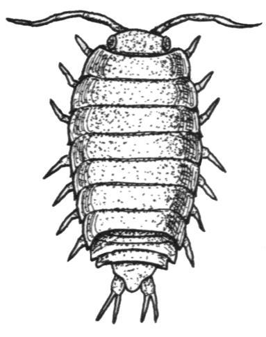PHYLUM: ARTHROPODA SUBPHYLUM: CRUSTACEA Isopods (iso = same + podos = foot) are a diverse group of small crustaceans with over 270 species in southern Africa.