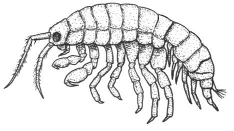 Amphipods (amphi = both + podos = foot) are also a diverse group of crustaceans with over 300 species occurring in southern African waters. They include beach-hoppers.