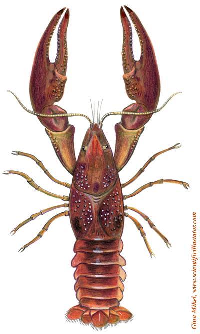 I. Crayfish (decapods means 10 feet ) A.