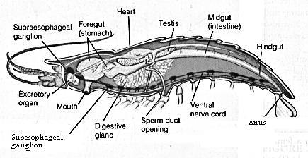 E. Nervous Brain, ganglia, and ventral nerve cord Two compound eyes attached at the end of movable stalks.