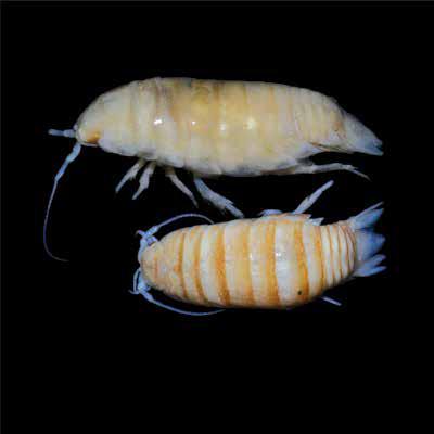 Isopods (Isopod) Isopoda Suborder: - Various Isopods - Isopods 20 mm 15 mm Smallish crustaceans, usually with dorso-ventrally flattened bodies, rarely tubular in shape.