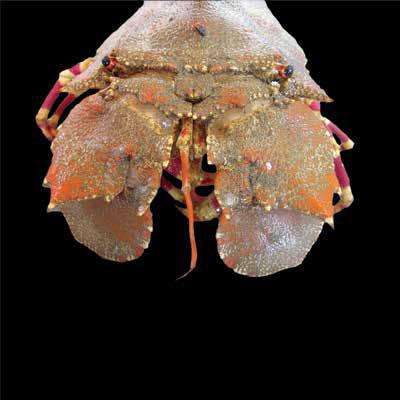 Scyllarides elisabethae (ScyLar) Suborder: Pleocyemata Scyllaridae Scyllarides elisabethae Shovel-nosed/Slipper lobster 170 mm 80 mm Unmistakable, due to lattened body and short, broad and flattened