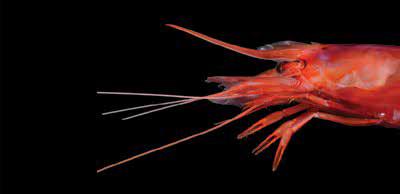 Aristeus varidens (ArsVar) Suborder: Dendrobranchiata Aristeidae Aristeus varidens Striped red prawn Female 65 mm Male 115 mm 40 mm Males and females have diferent rostrums.