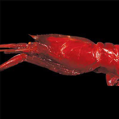 Glyphus marsupialis (GlyMar) Caridea Pasiphaeidae Glyphus marsupialis Kangaroo shrimp 25 mm 10 mm Large red shrimp. Carapace with dorsal ridge terminating in a short triangular rostrum.
