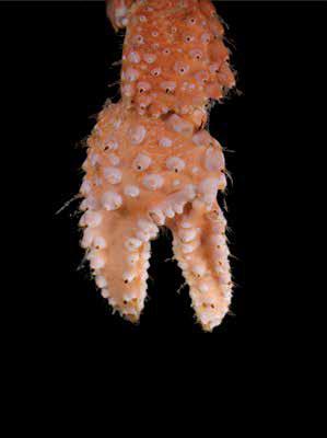 Orange, with green eyes. Tubercles on pereopods and chelae pinkish-white. Up to 9 mm shield length, total length 100 mm. South African endemic.