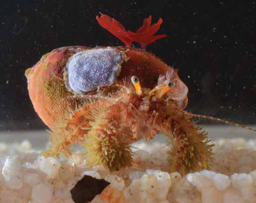 Pagurus cuanensis (PagCua) Anomura Paguridae Pagurus cuanensis Hairy hermit crab 10 mm 15 mm Right chela distinctively larger than left.