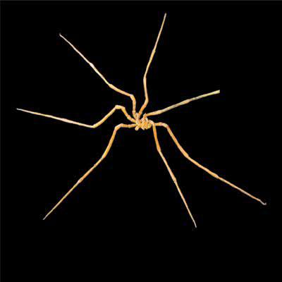 Pycnogonid spp. (Pycnog) Chelicerata Pycnogonida Pantopoda Suborder: - Various Pycnogonid - Sea spiders 60 mm 90 mm Pycnogonids (sea spiders) have small bodies with long, spider-like legs.