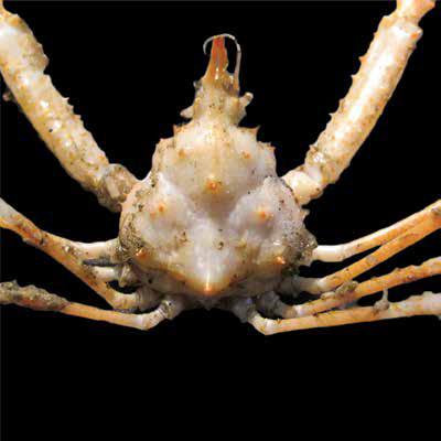 Dorhynchus thomsoni (AchTho) Brachyura Inachidae Dorhynchus thomsoni Long-spined spider crab 35 mm 20 mm Carapace pear-shaped with strong, erect median spine on gastric region and stronger spine on
